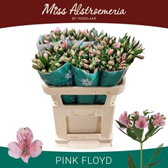 Alstroemeria Pink Floyd 70cm 40gr.