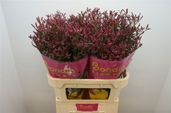 Limonium Sinense Scarlet Diamond 80cm 35gr.