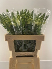 Antirrhinum Potomac Early White 60cm