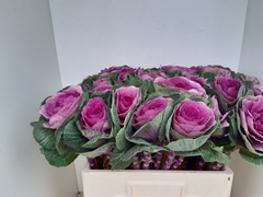 Brassica Red Crane 60cm