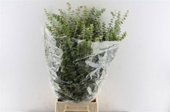 Eucalyptus Baby Blue Per Bunch 80cm 200gr.