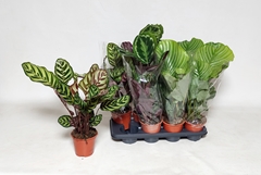Calathea Mix 14Ø 50cm