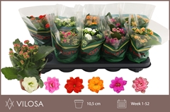 Kalanchoe Double Mix 10Ø 22cm