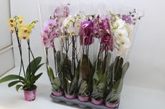 Phalaenopsis Mix 5 Colours 12Ø 75cm 2st