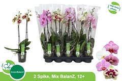 Phalaenopsis Mix 5 Colours 12Ø 55cm 2st