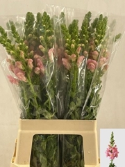 Antirrhinum Potomac Pink 70cm
