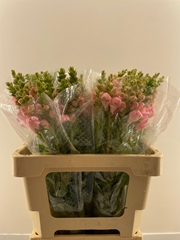 Antirrhinum Potomac Pink 60cm