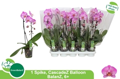 Phalaenopsis Cascade 12Ø 55cm 1st