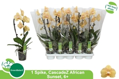 Phalaenopsis Cascade 12Ø 55cm 1st