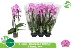 Phalaenopsis Cascade 12Ø 55cm 2st
