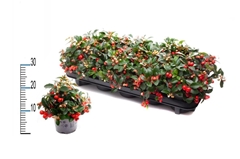 Gaultheria Big Berry 11Ø 19cm