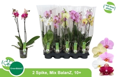 Phalaenopsis Mix 5 Colours 12Ø 55cm 2st