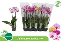 Phalaenopsis Mix 5 Colours 12Ø 55cm 2st