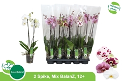 Phalaenopsis Mix 12Ø 65cm 2st