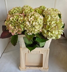 Hydrangea Verena Classic 80cm 20-22cm Hd