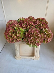 Hydrangea Verena Classic 60cm 19-21cm Hd
