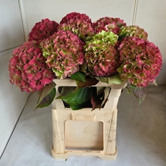 Hydrangea Royal Grandeur Classic 80cm 21-23cm Hd