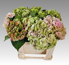Hydrangea Verena Classic 50cm 16-18cm Hd