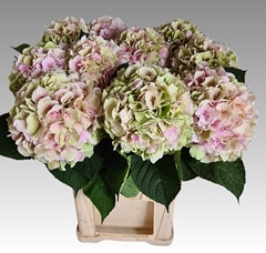 Hydrangea Verena Classic 80cm 20-22cm Hd