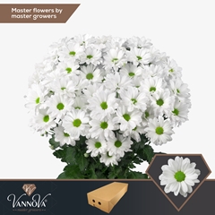 Chrysanth Spray Kennedy 70cm 95gr.