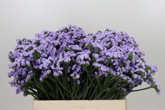 Limonium Sinuatum Donau Birds 55cm 10gr.