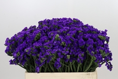Limonium Sinuatum Navy Sun Birds 55cm 10gr.