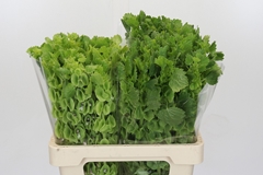 Moluccella 60cm