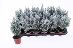 Chamaecyparis Ellwoodii 9Ø 30cm