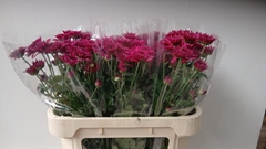 Chrysanth Spray Podolsk Purple 70cm 60gr.