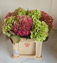 Hydrangea Royal Grandeur Classic 60cm 20-22cm Hd
