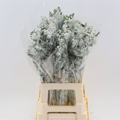 Jacobaea Senecio Maritima 70cm