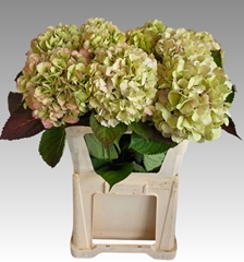 Hydrangea Verena Classic 80cm 20-22cm Hd