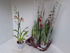 Cambria Mix 12Ø 70cm 1st