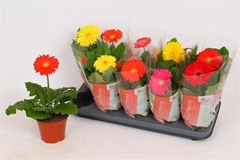 Gerbera Colourgame Mix 12Ø 30cm