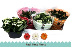 Kalanchoe Double Mix 23Ø 25cm