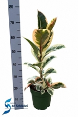 Ficus Tineke 21Ø 95cm