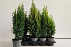 Conifers Mix 13Ø 55cm