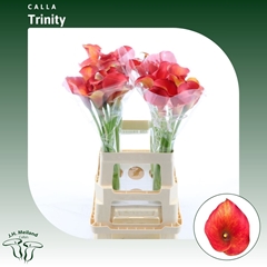 Zantedeschia Captain Trinity 65cm