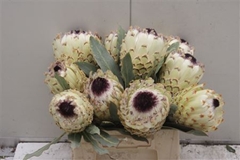 Protea Magnifica Ice Queen 35cm