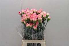 Dianthus Single Maracuya 75cm