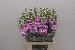 Matthiola Iron Rose
