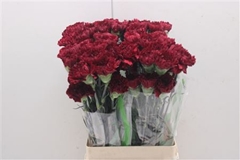 Dianthus Single Zurigo 70cm