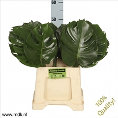 Monstera Leaf 55cm 23cm Hd