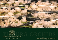 Cymbidium Antonella 80cm