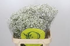 Gypsophila Paniculata Xlence 80cm 30gr.