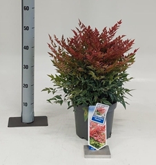 Nandina Obsessed 23Ø 45cm
