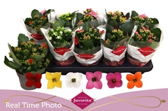 Kalanchoe Single Mix 6 Colours 10Ø 22cm
