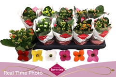 Kalanchoe Single Mix 6 Colours 10Ø 22cm