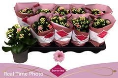Kalanchoe Double Perfecta Pink 10Ø 22cm