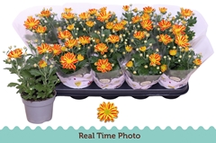 Chrysanth Hoihoi 12Ø 25cm
